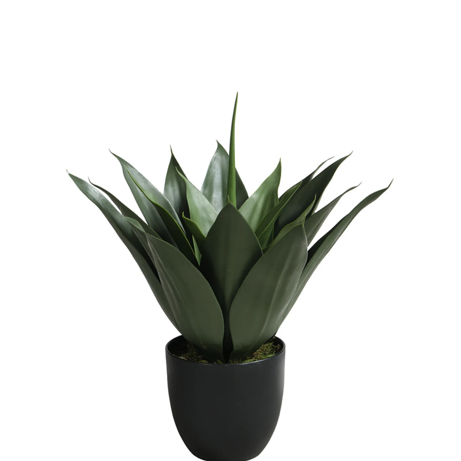 Agave en pot 51 cm