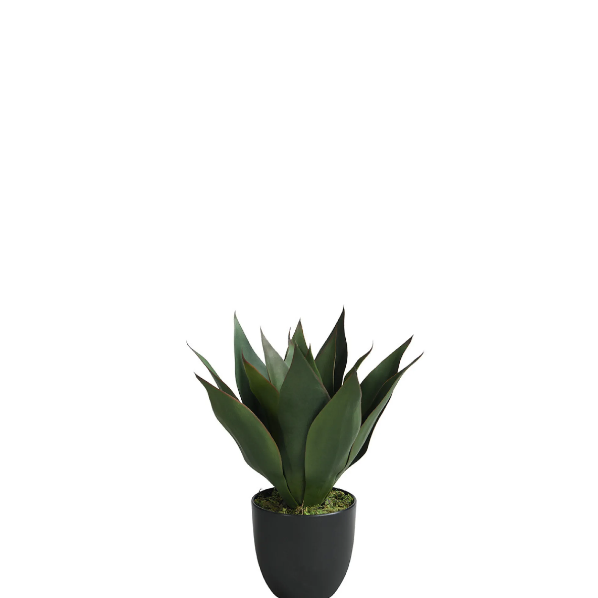 Agave en pot 35 cm
