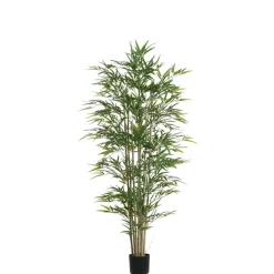 Bambou en pot 180 cm