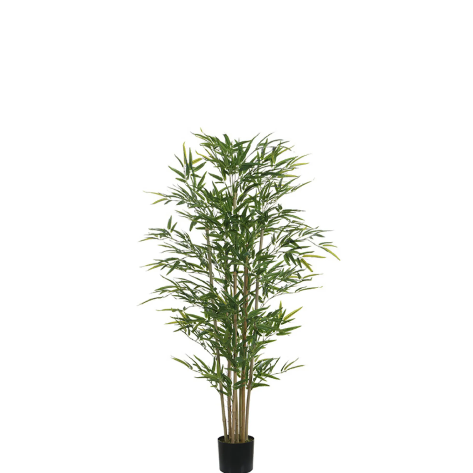 Bambou en pot 150 cm