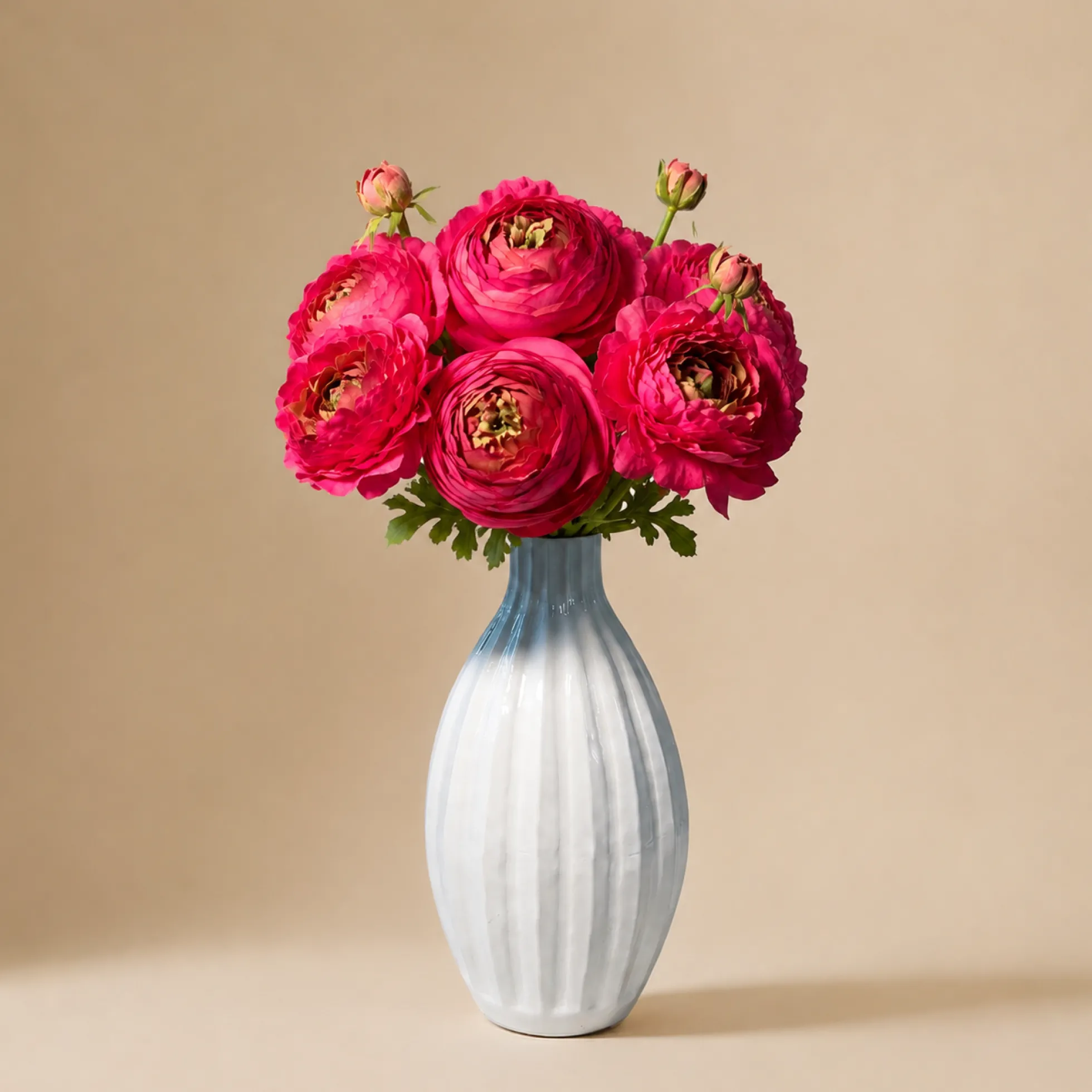 Bouquet de Renoncules fuchsia 10 tiges