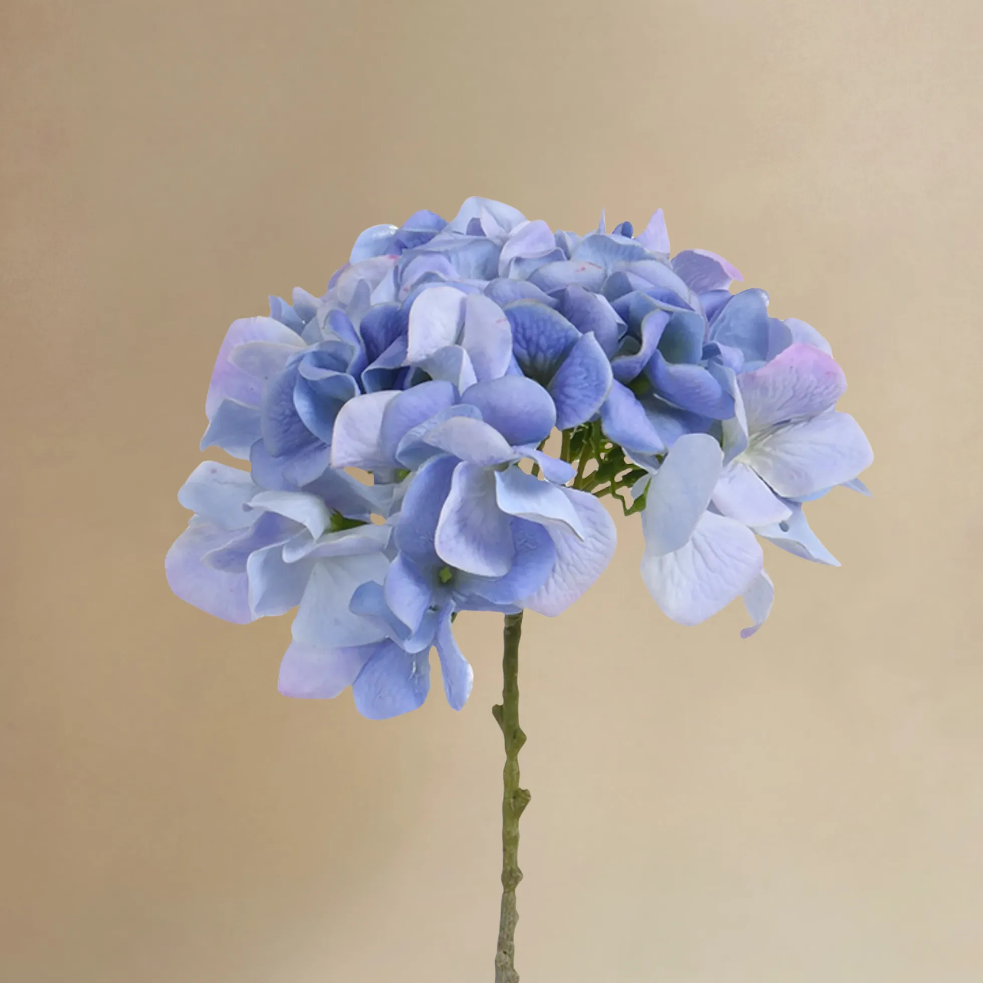Bouquet d’Hortensia bleu 12 tiges