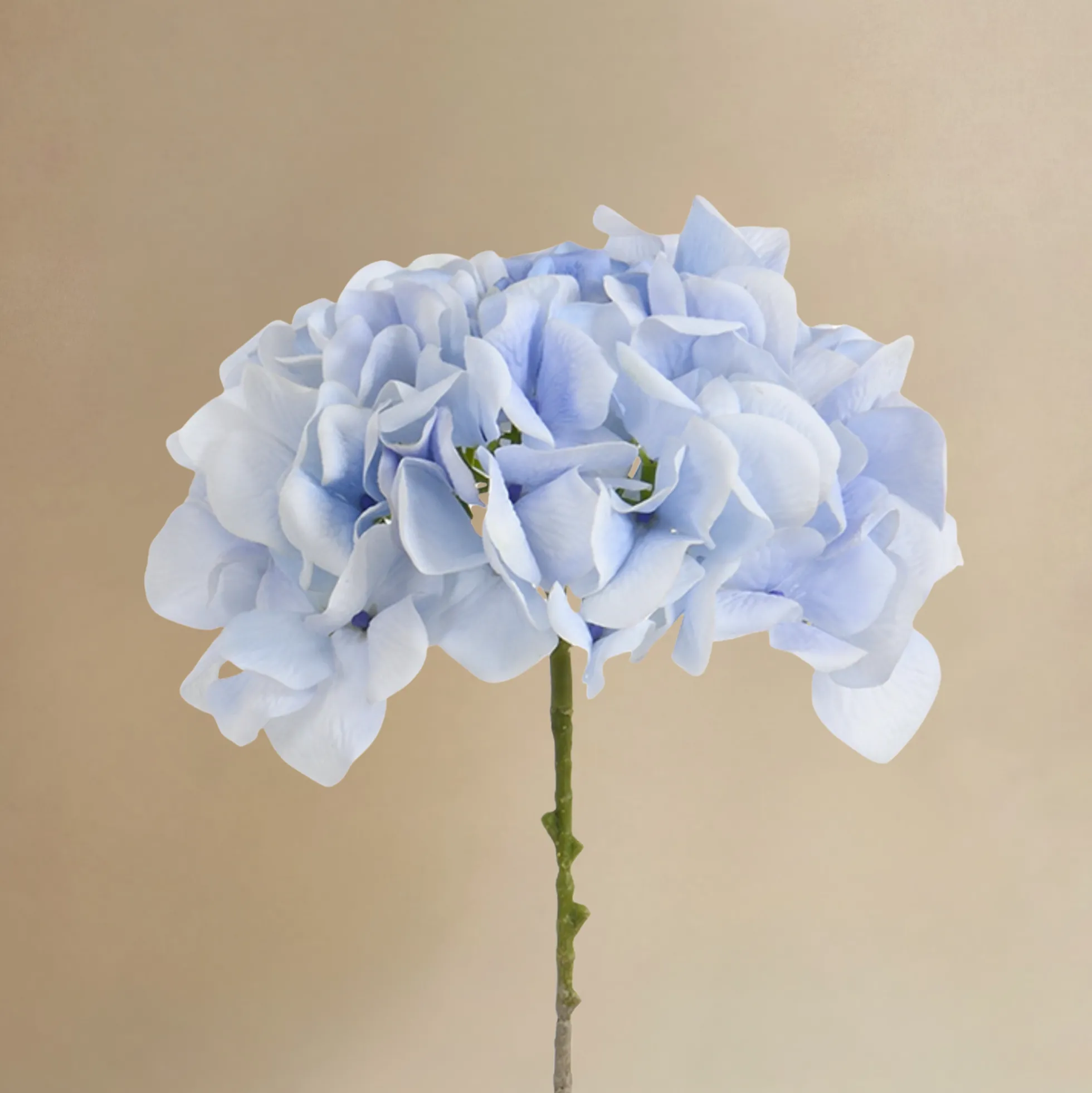 Bouquet d’Hortensia bleu 9 tiges