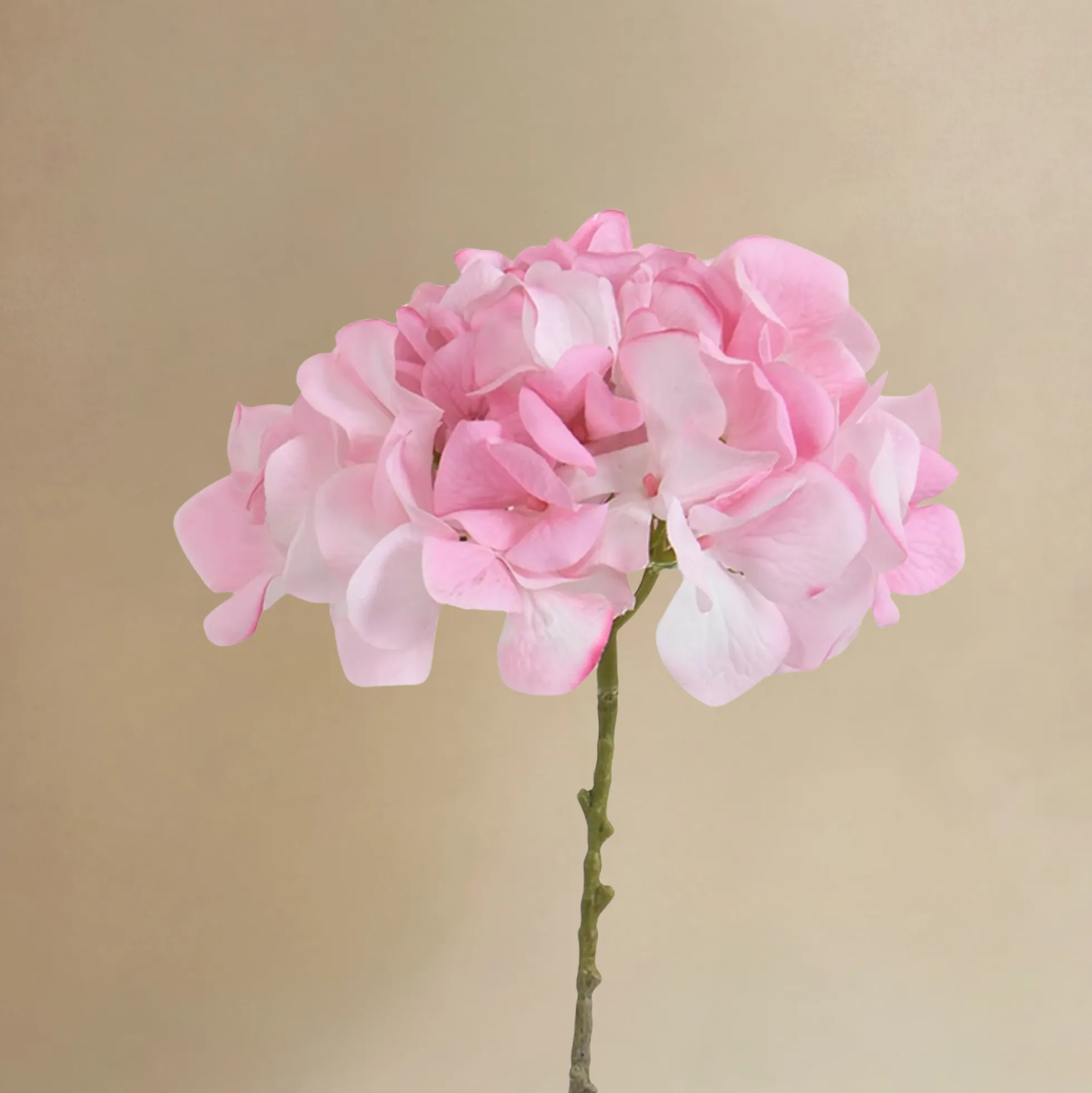 Bouquet d’Hortensia rose 12 tiges