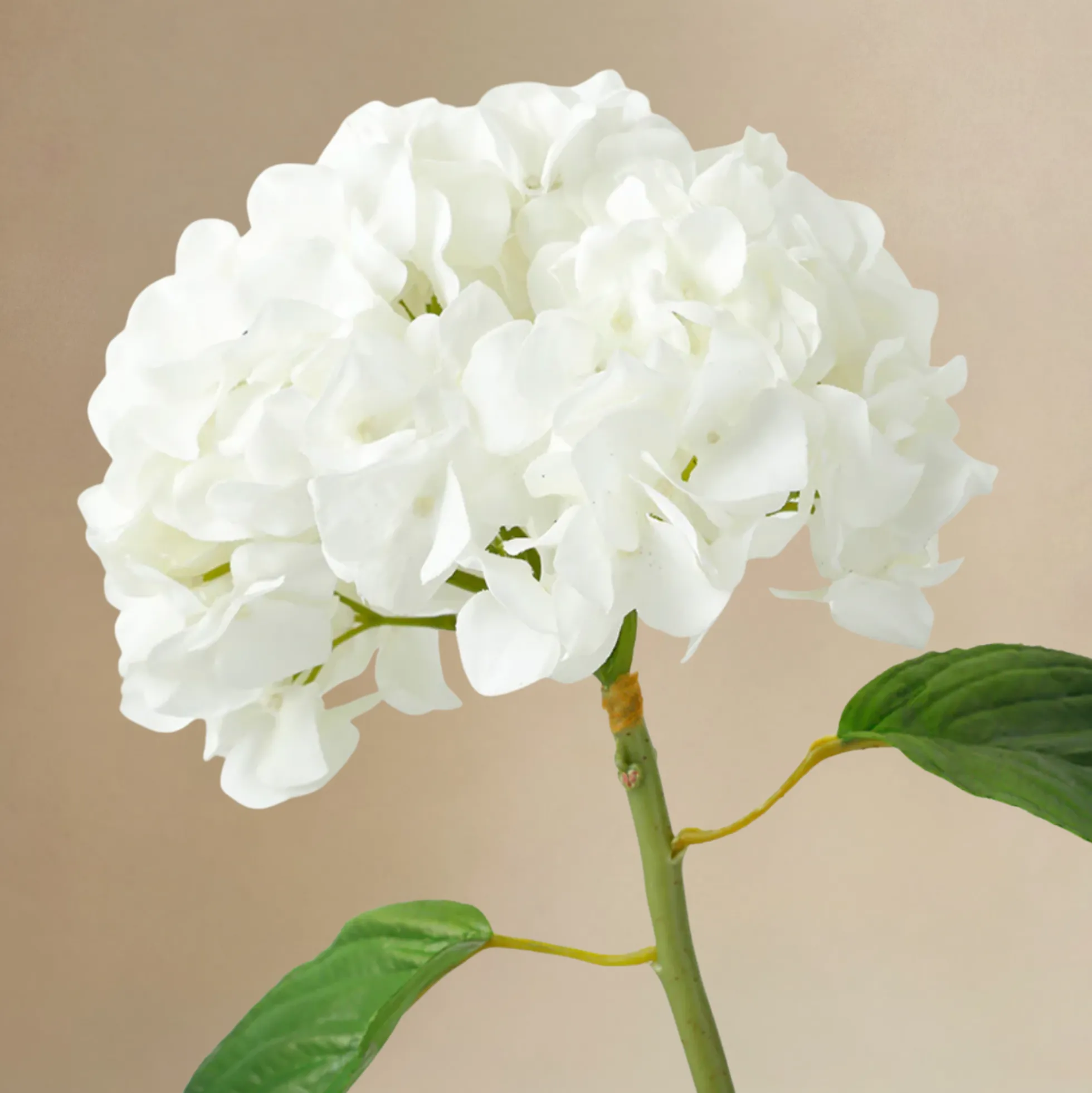 Bouquet d'Hortensias Vireya