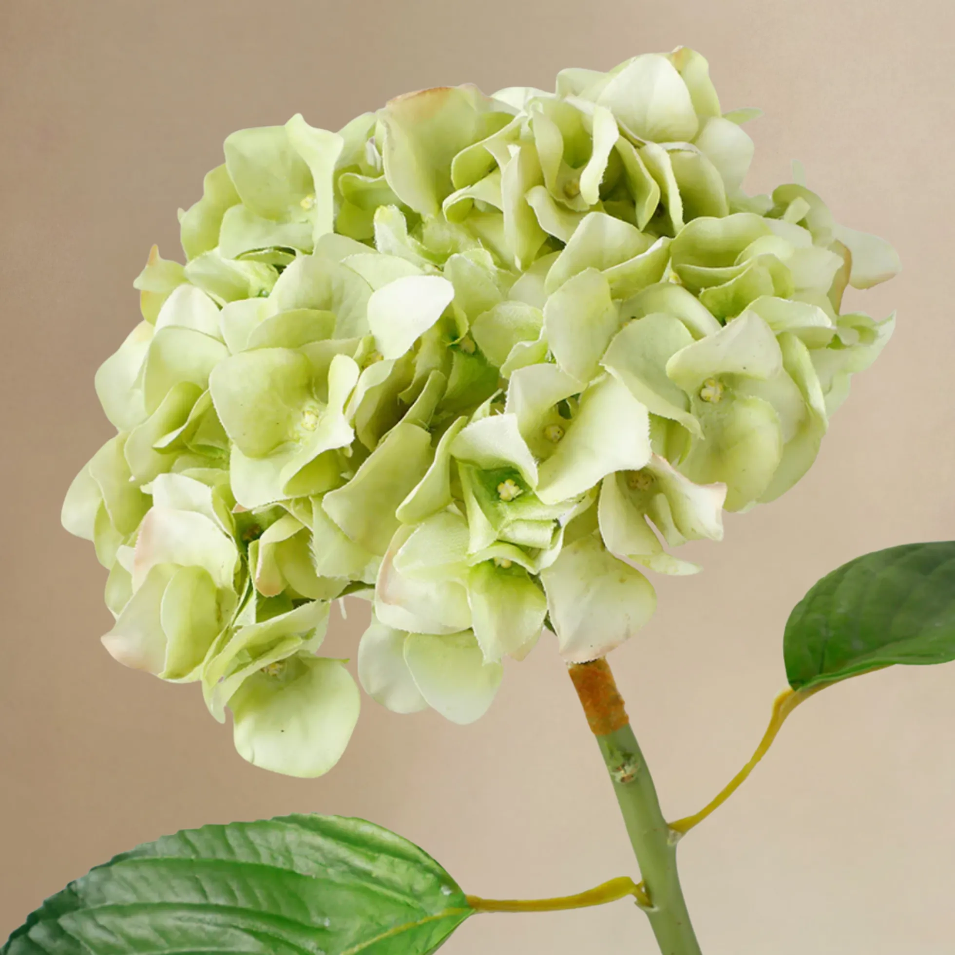 Bouquet d'Hortensias Vireya