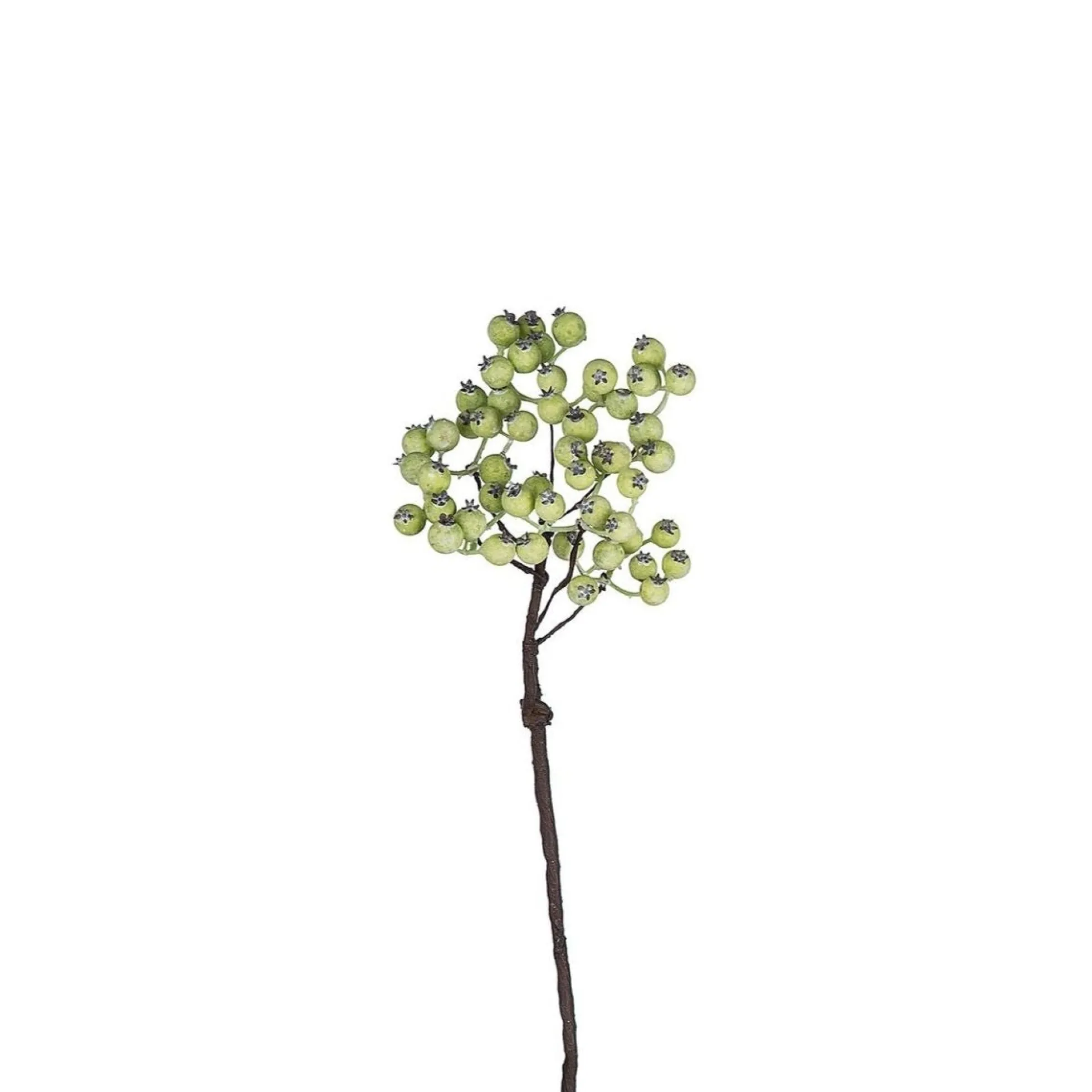 Branche de Baies