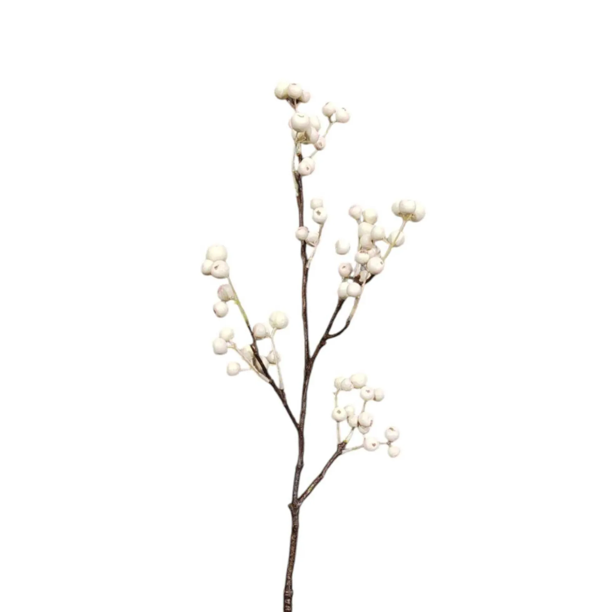 Branche de Baies
