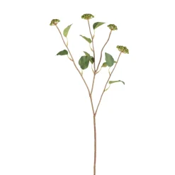 Branche de Baies avec feuilles