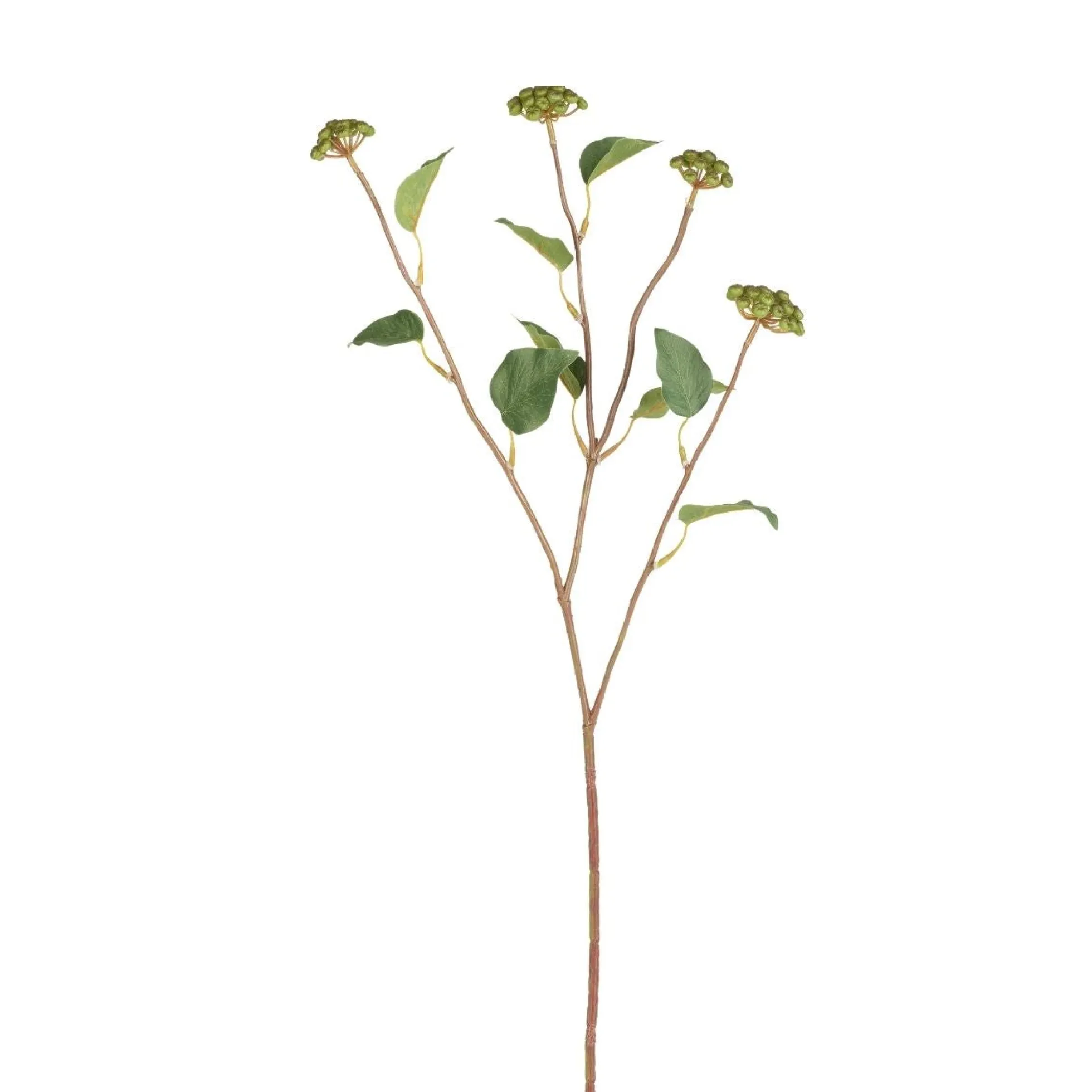 Branche de Baies avec feuilles