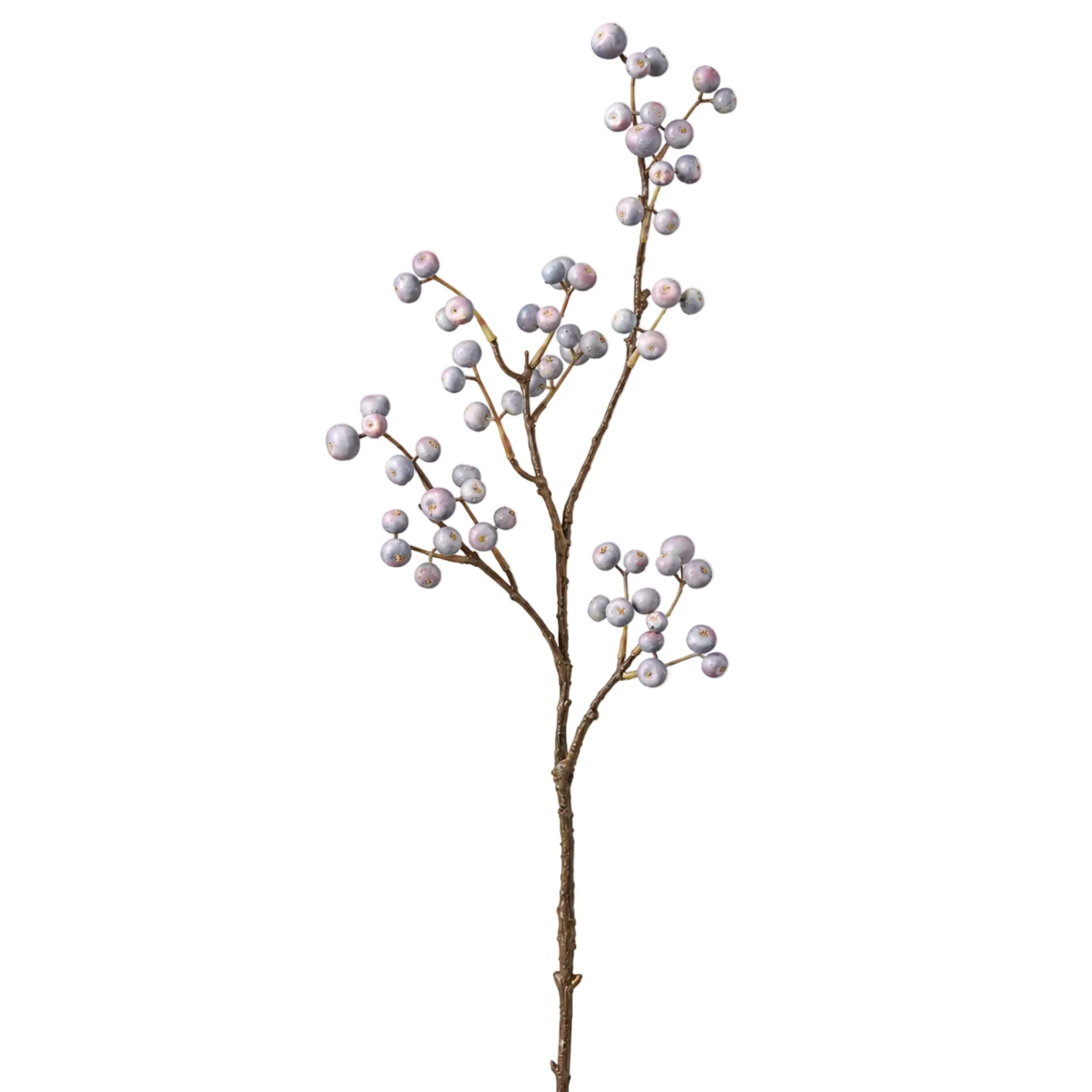 Branche de Baies bleutées