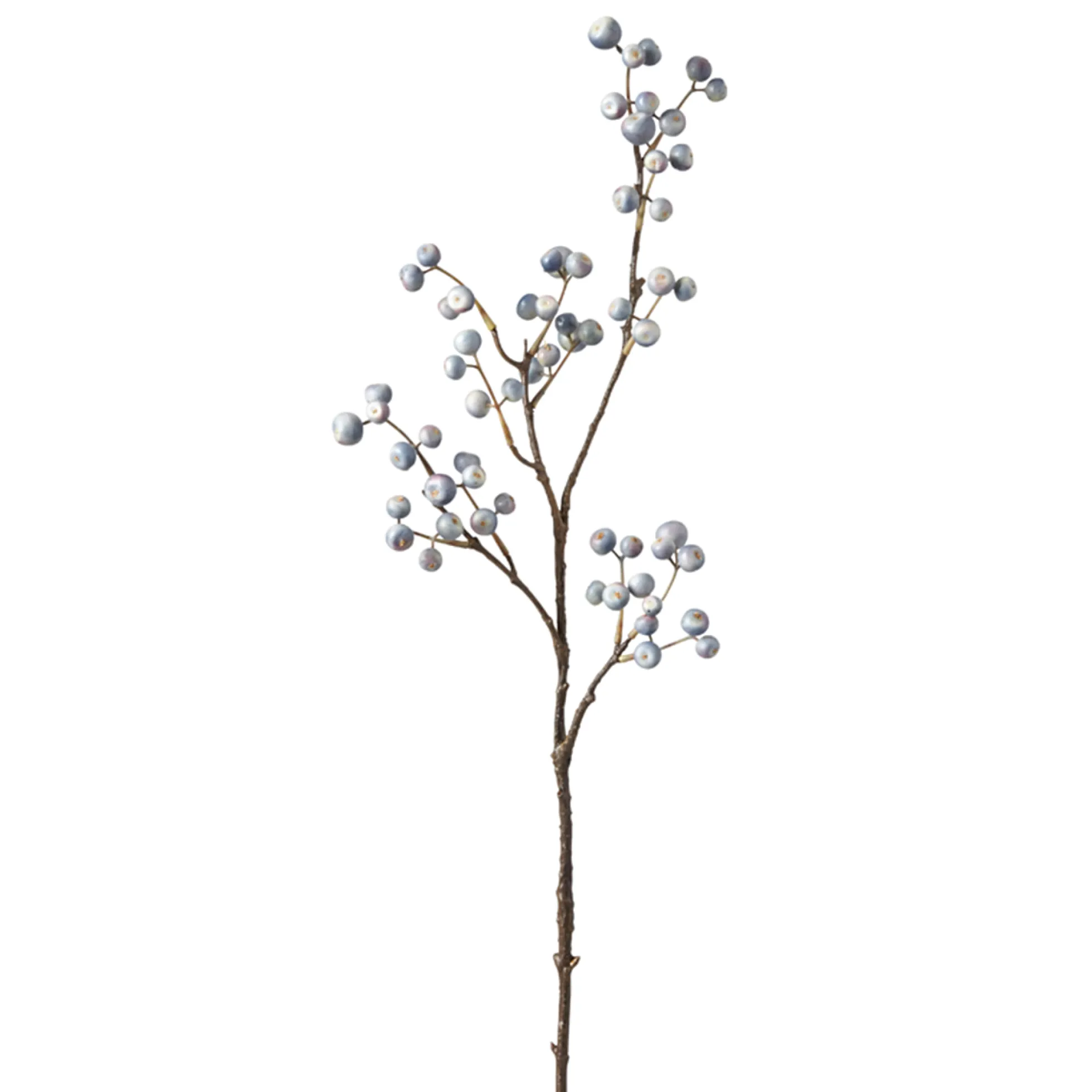 Branche de Baies bleutées