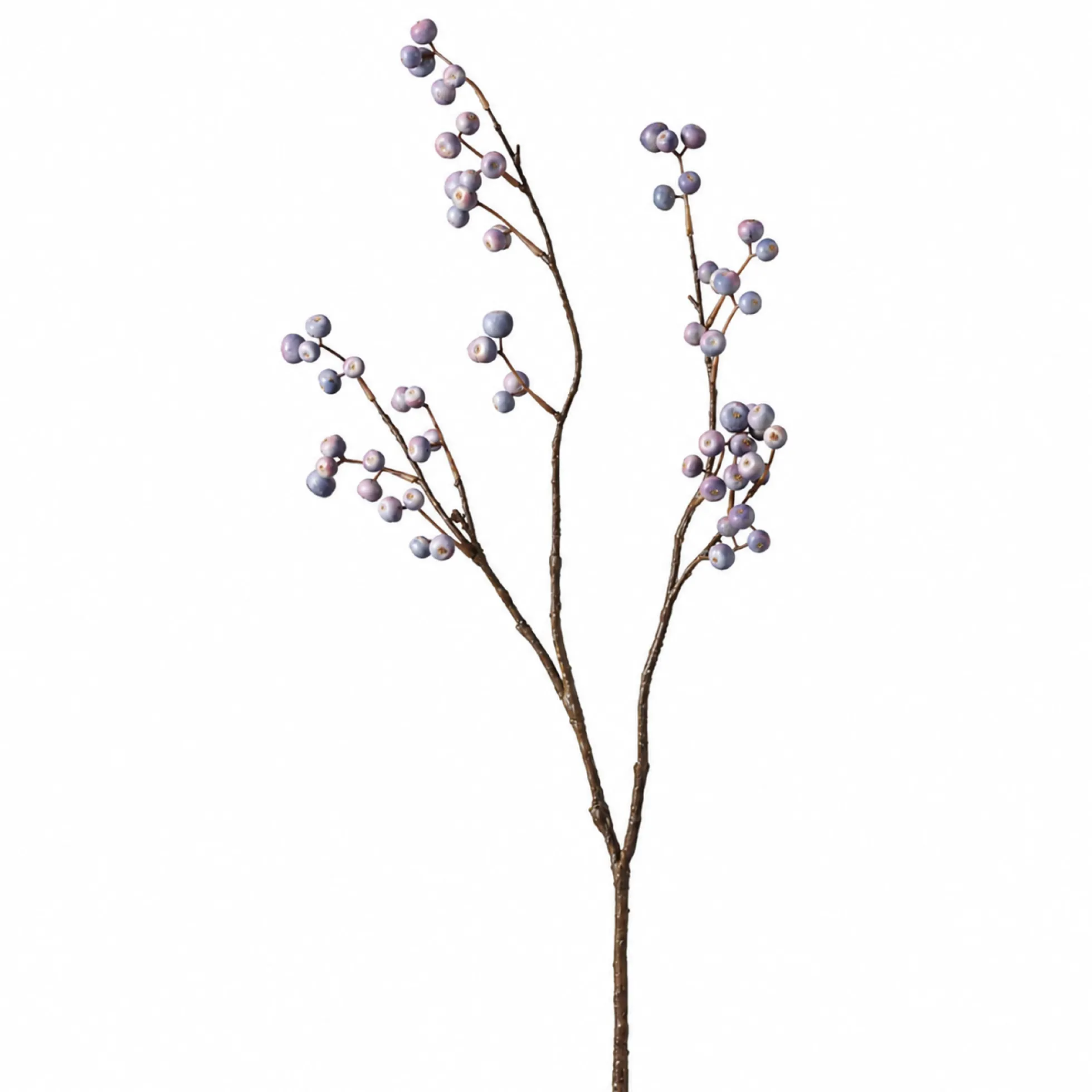 Branche de Baies bleutées