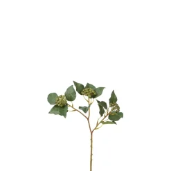 Branche de Baies de Lierre