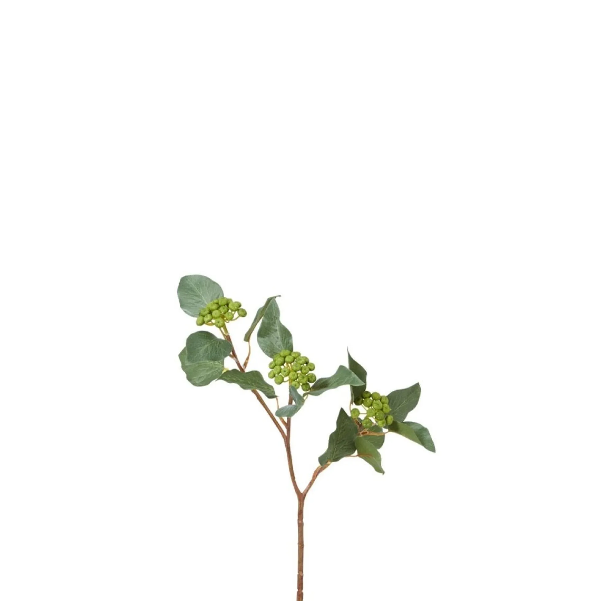 Branche de Baies de Lierre