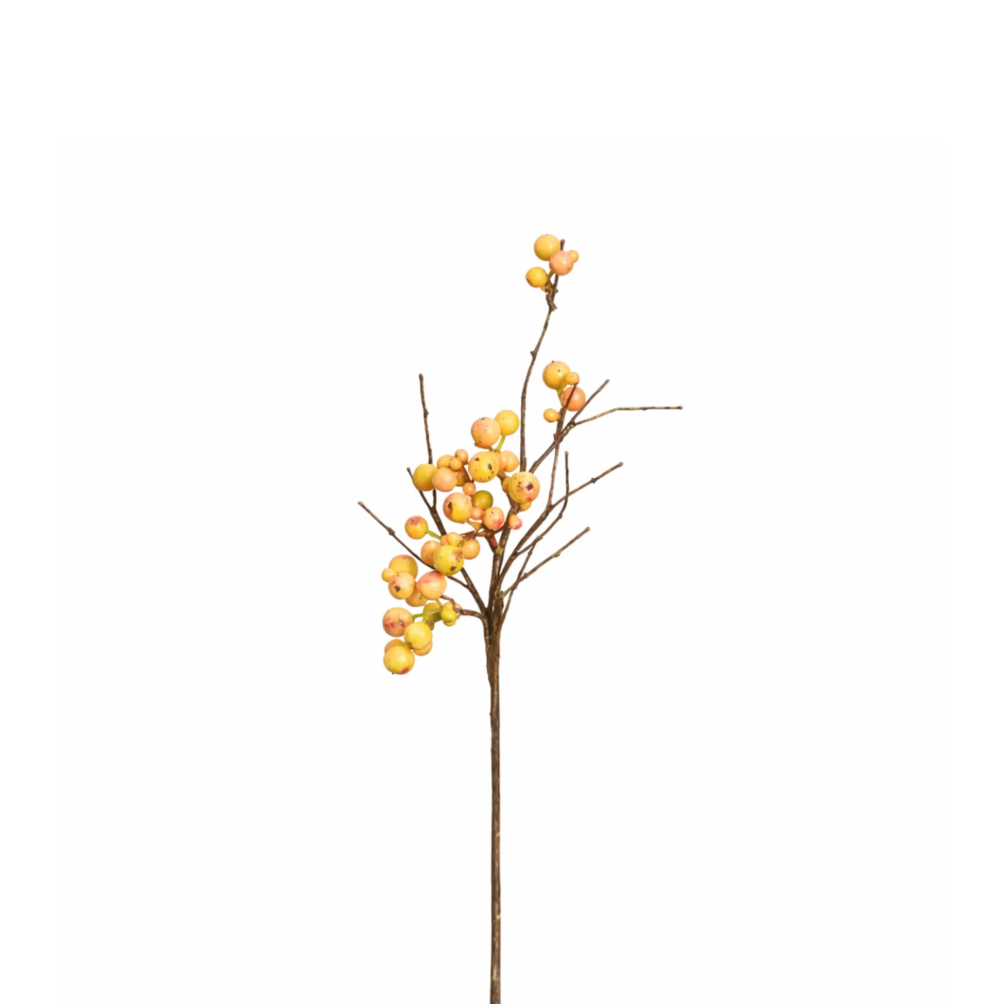 Branche de Baies sauvages