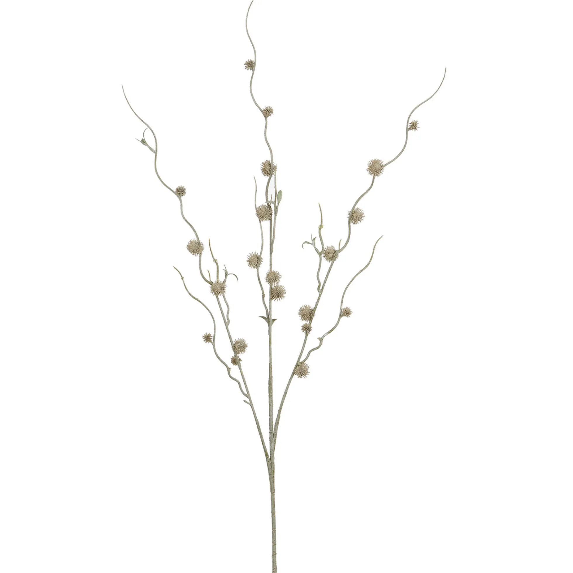 Branche de Chardon boule 88 cm