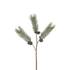 Branche de Pin enneigée