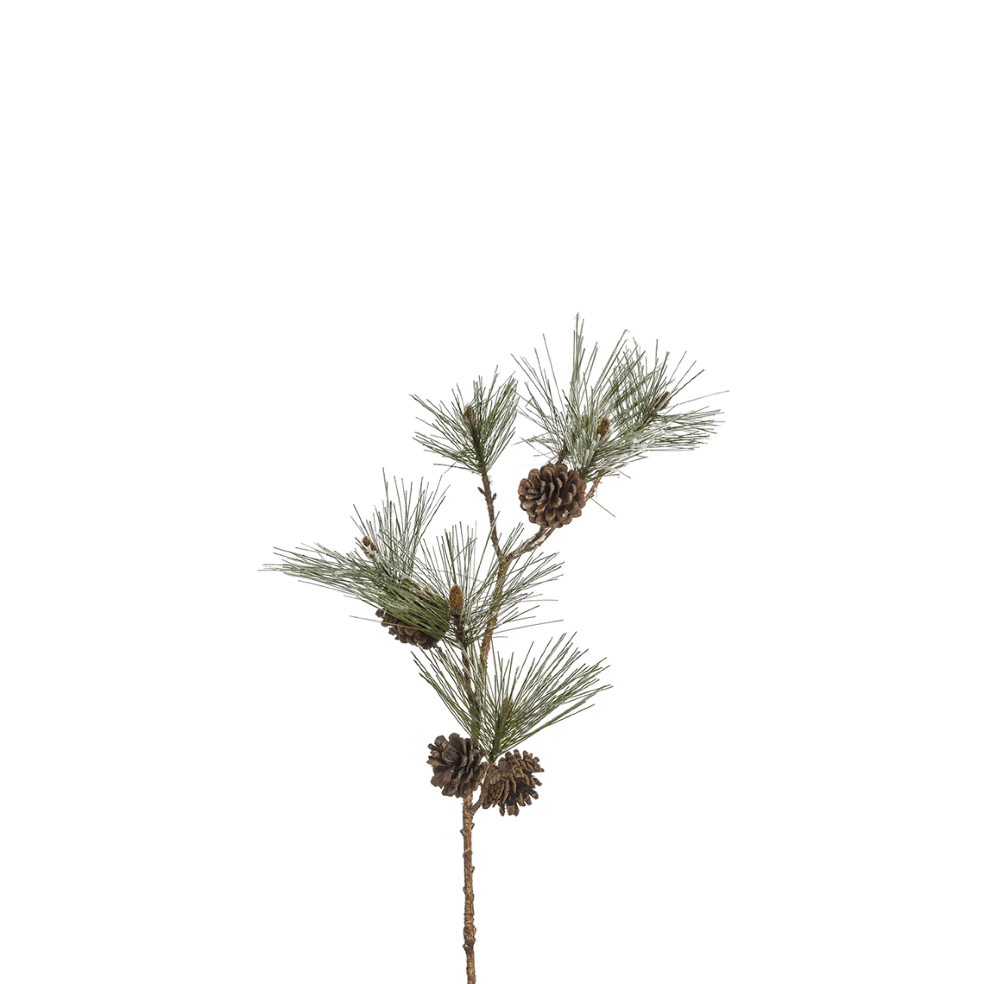Branche de Pin enneigée