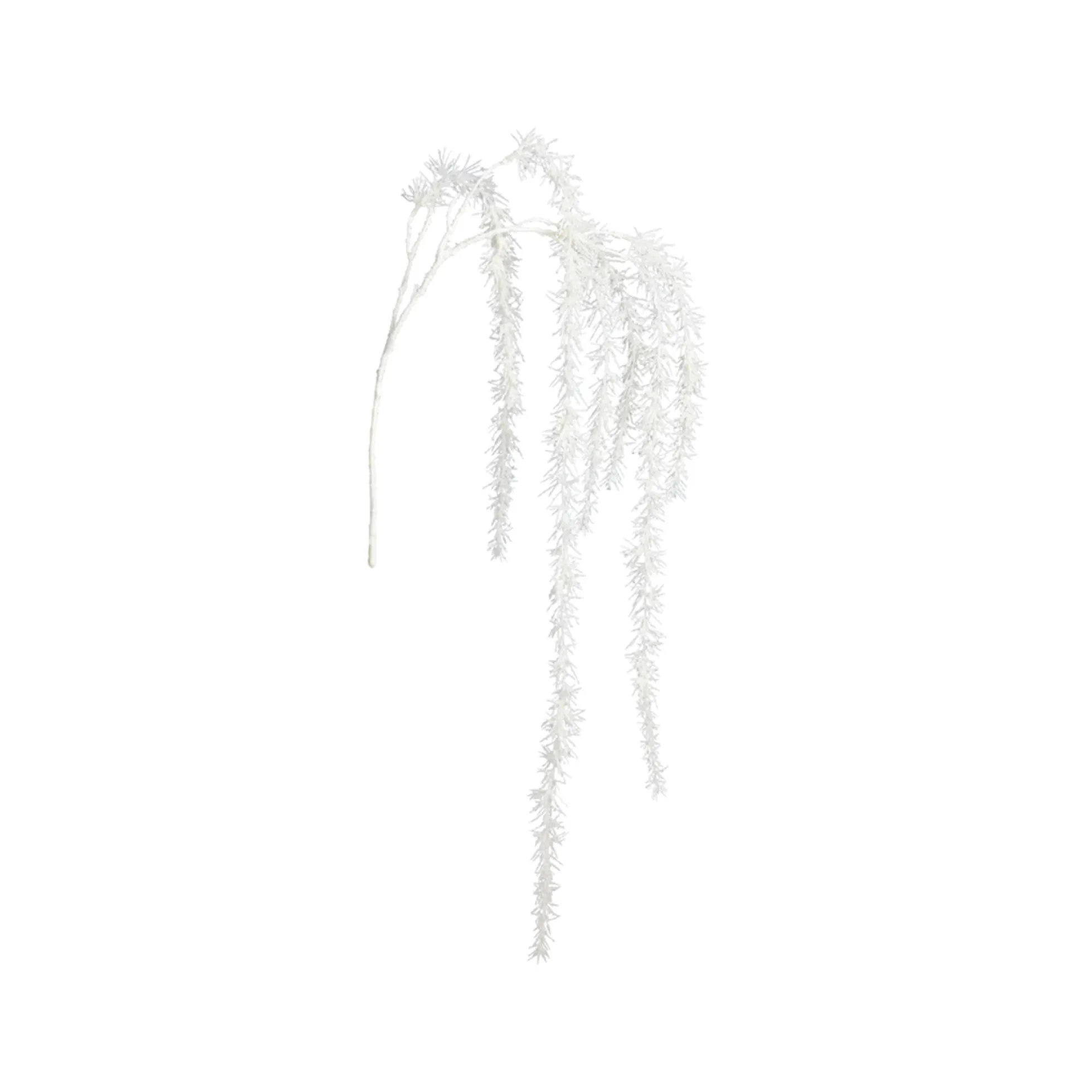 Branche de Pin enneigée