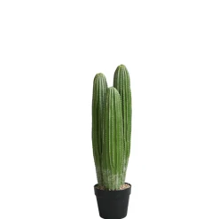 Cactus Cereus en pot 63 cm