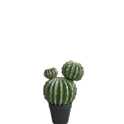 Cactus rond en pot 32 cm
