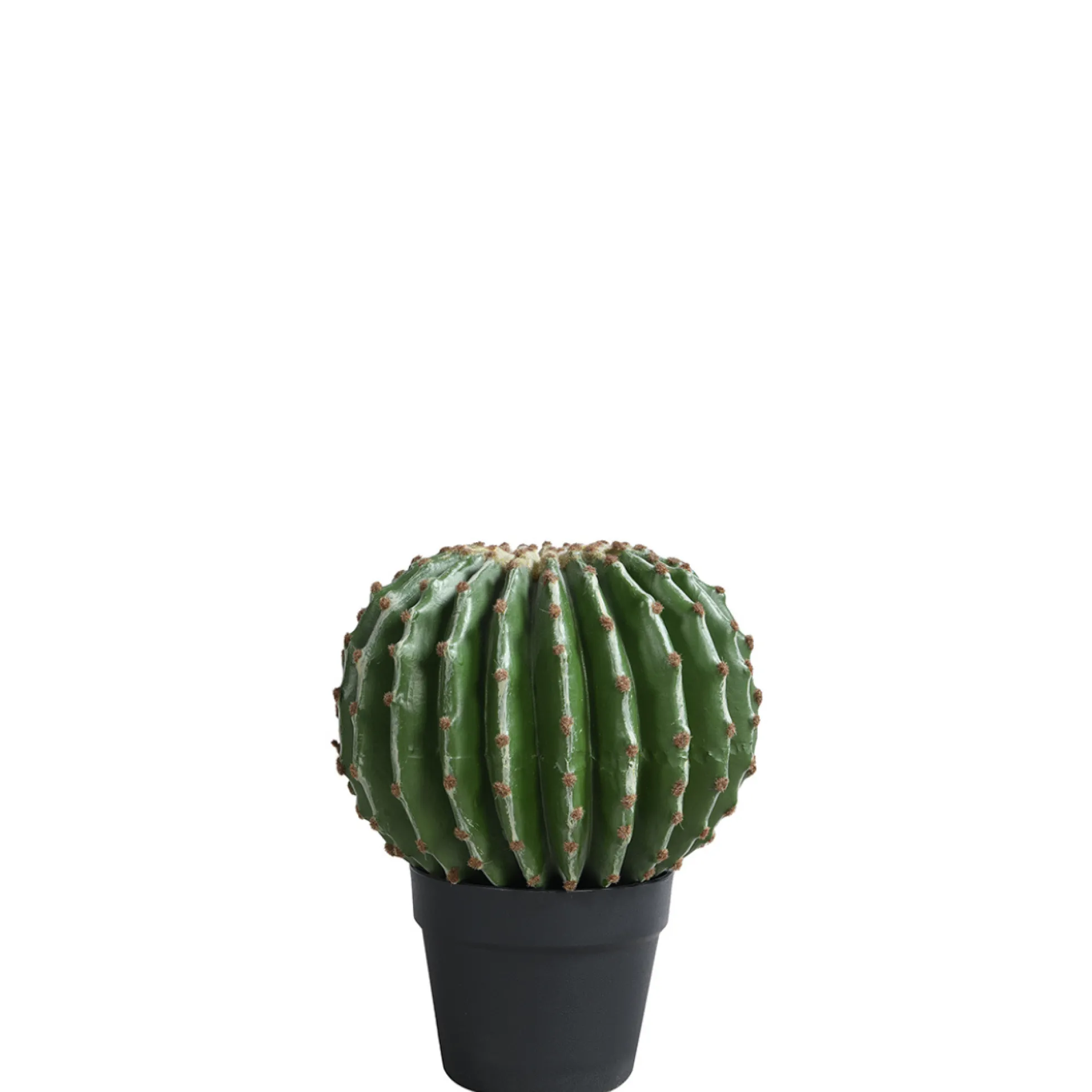 Cactus rond en pot 31 cm