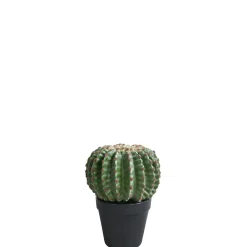 Cactus rond en pot 22 cm