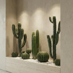 Cactus rond en pot 22 cm