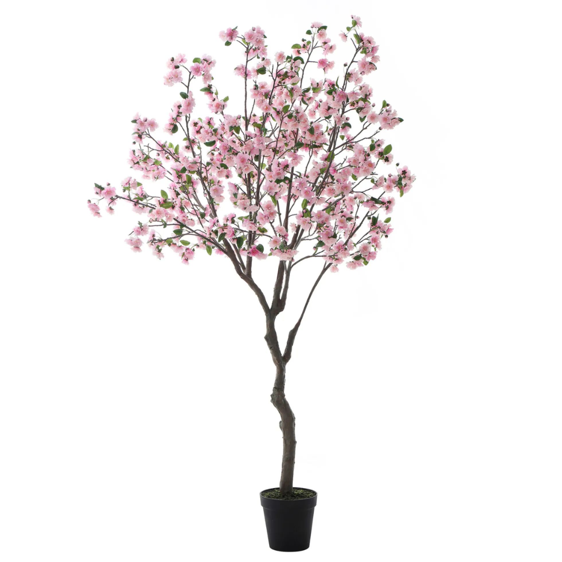 Cerisier en fleurs en pot 245 cm