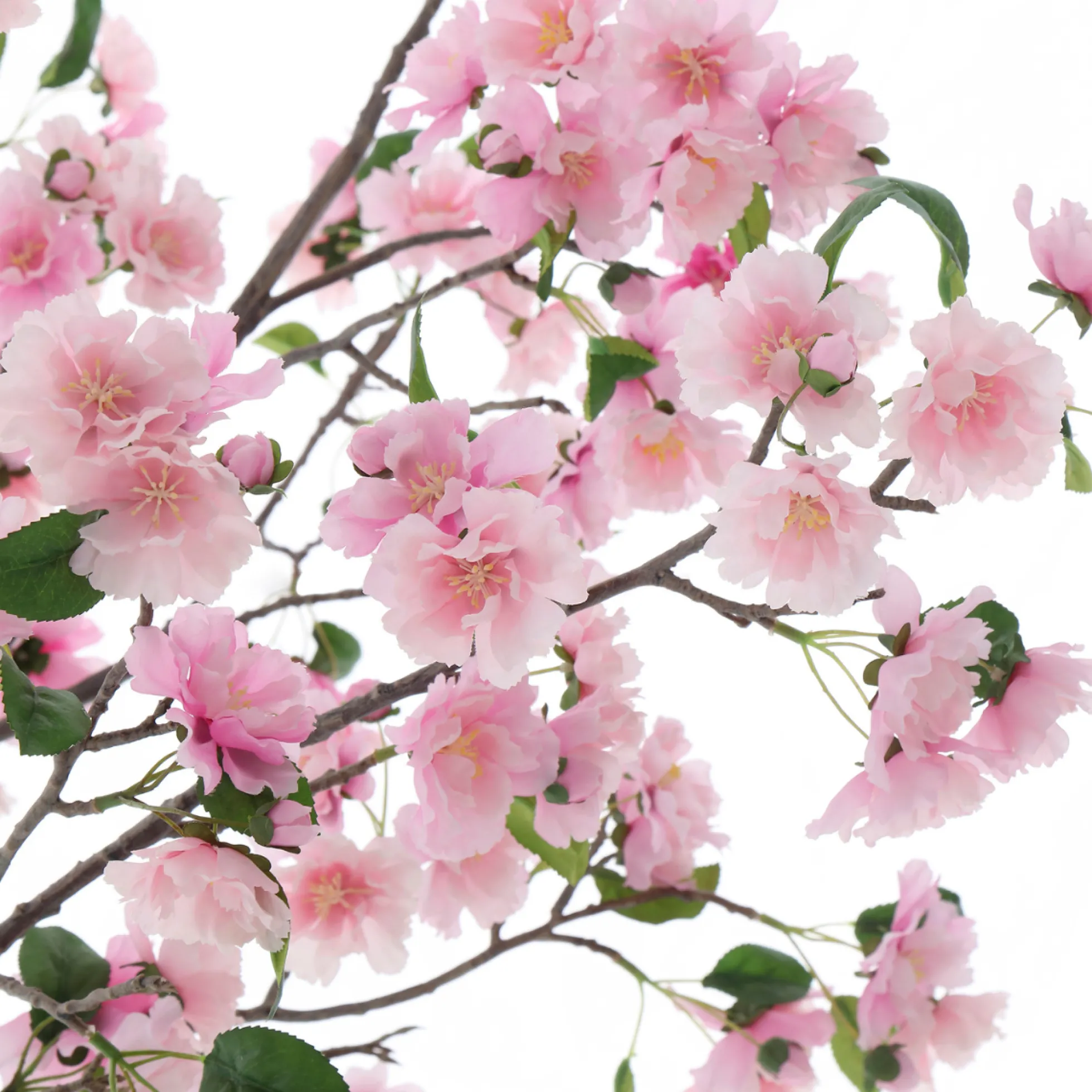 Cerisier en fleurs en pot 210cm