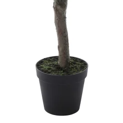 Cerisier en fleurs en pot 210cm