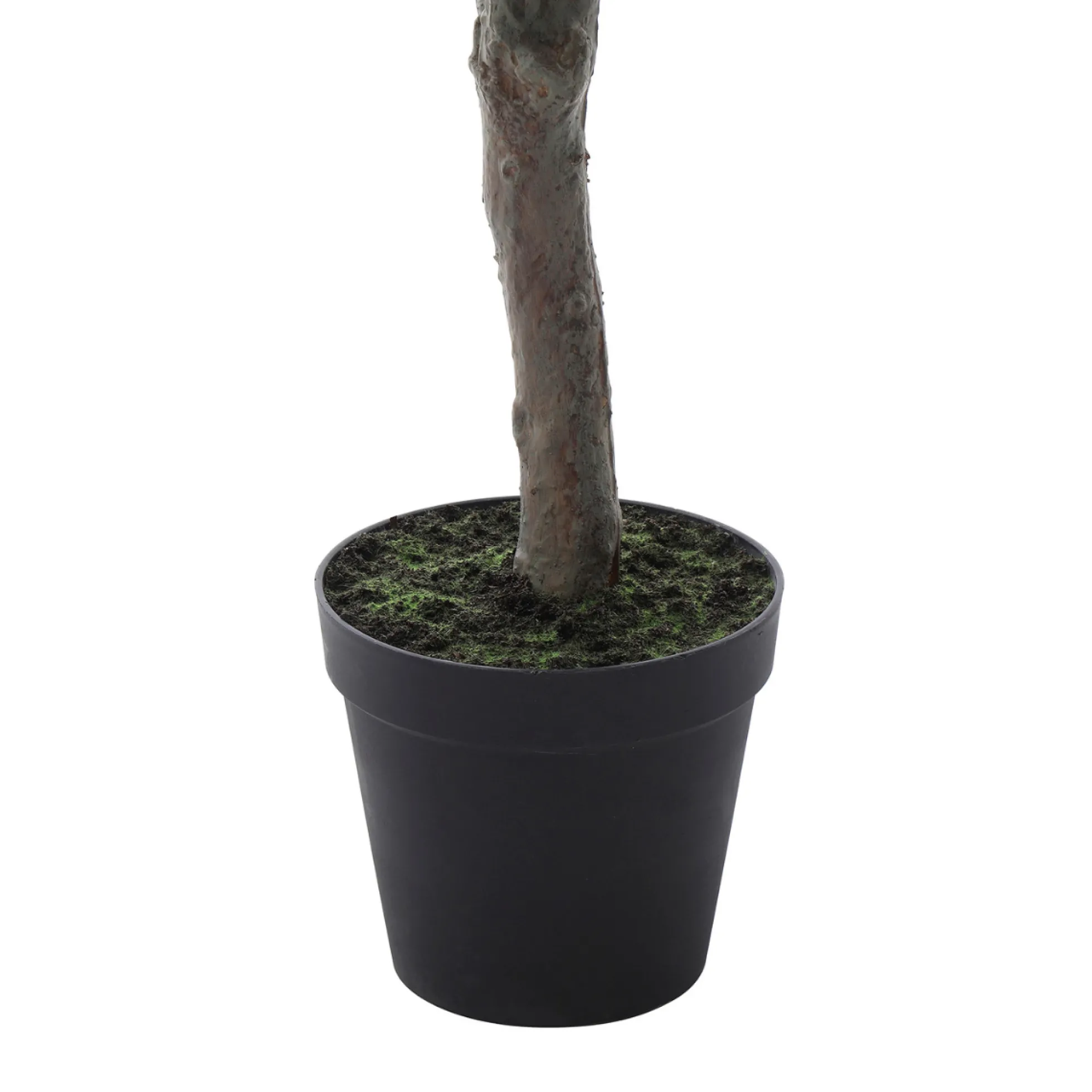 Cerisier en fleurs en pot 210cm