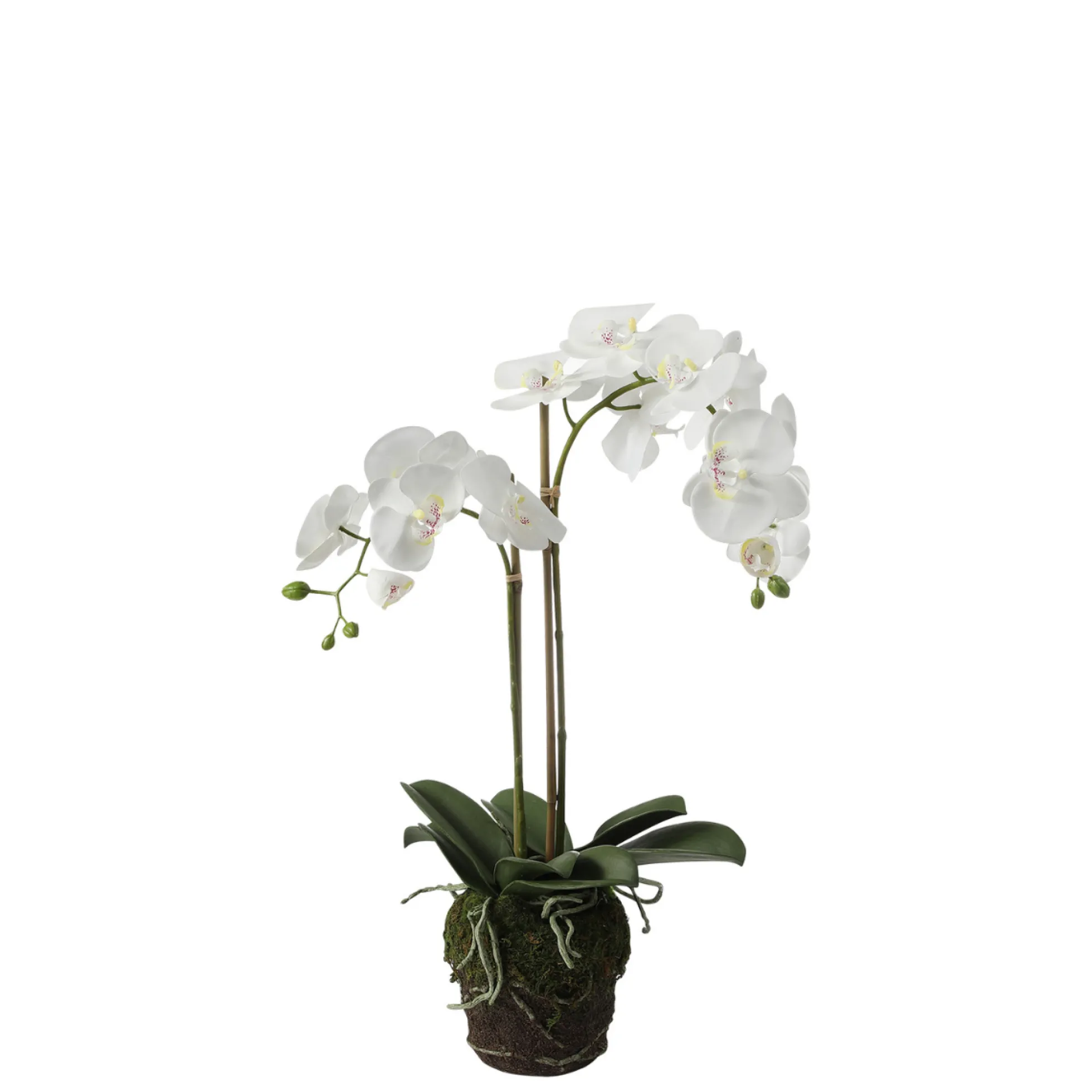 Composition d'Orchidée en terre Petit format