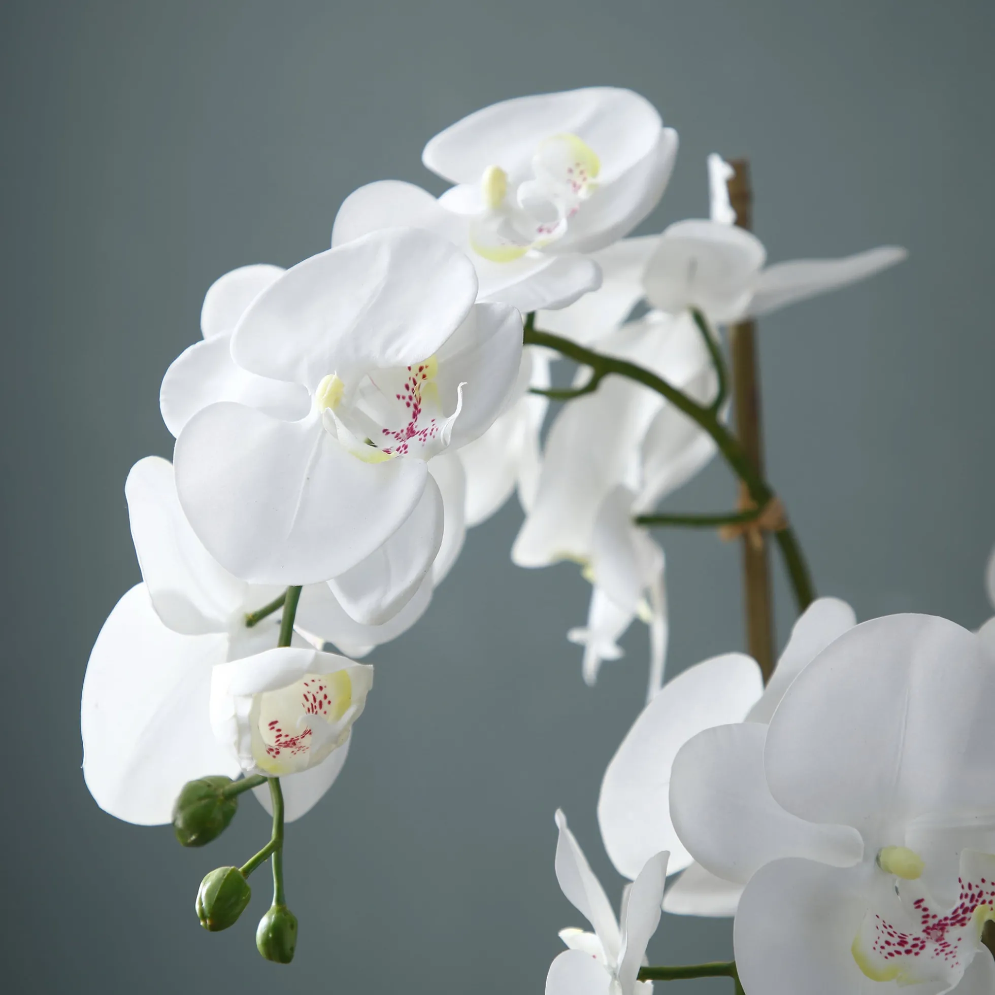 Composition d'Orchidée en terre Petit format