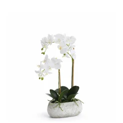 Composition d'Orchidée pot allongé Séréna 65 cm