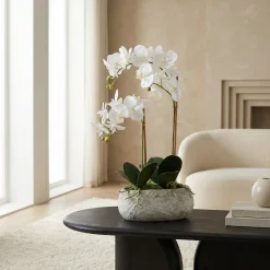 Composition d'Orchidée pot allongé Séréna 65 cm