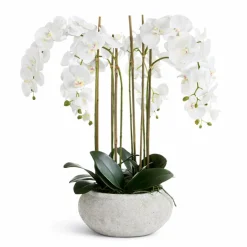 Composition d'Orchidée Séréna 85 cm