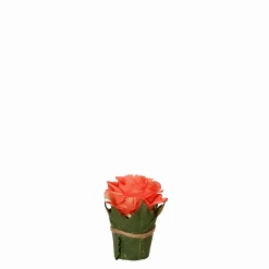 Composition Rose entourée de feuilles