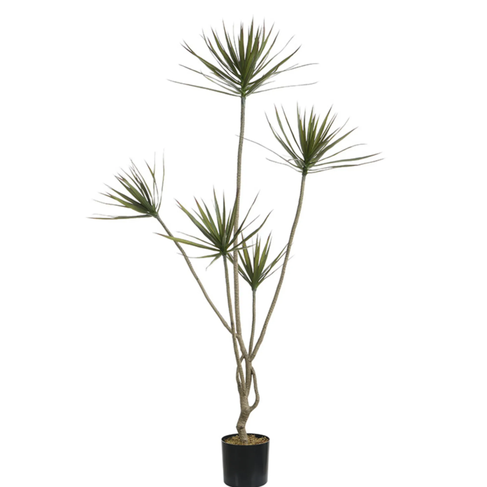 Cordyline en pot 180 cm