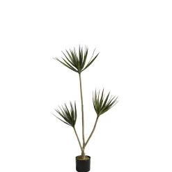 Cordyline en pot 120 cm