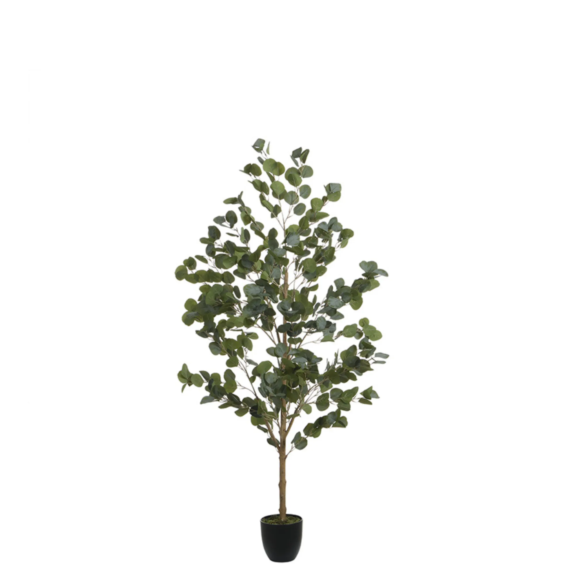 Eucalyptus en pot 150 cm