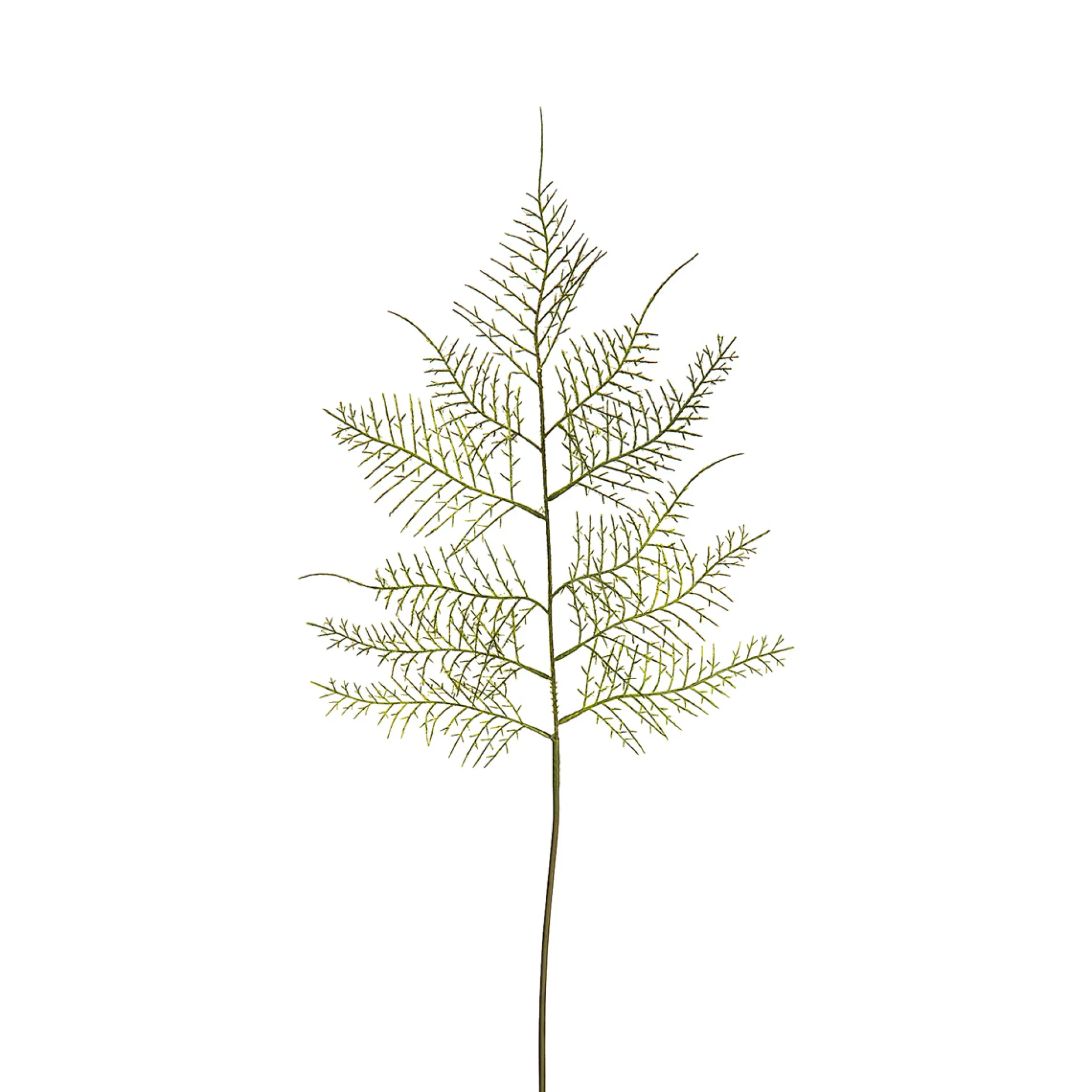 Feuillage d'Asparagus 62 cm