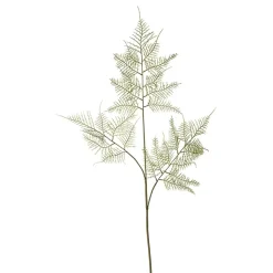 Feuillage d'Asparagus 90 cm