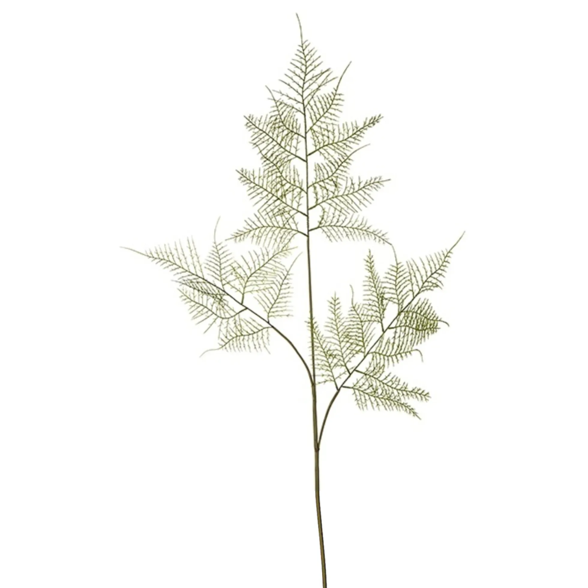 Feuillage d'Asparagus 90 cm