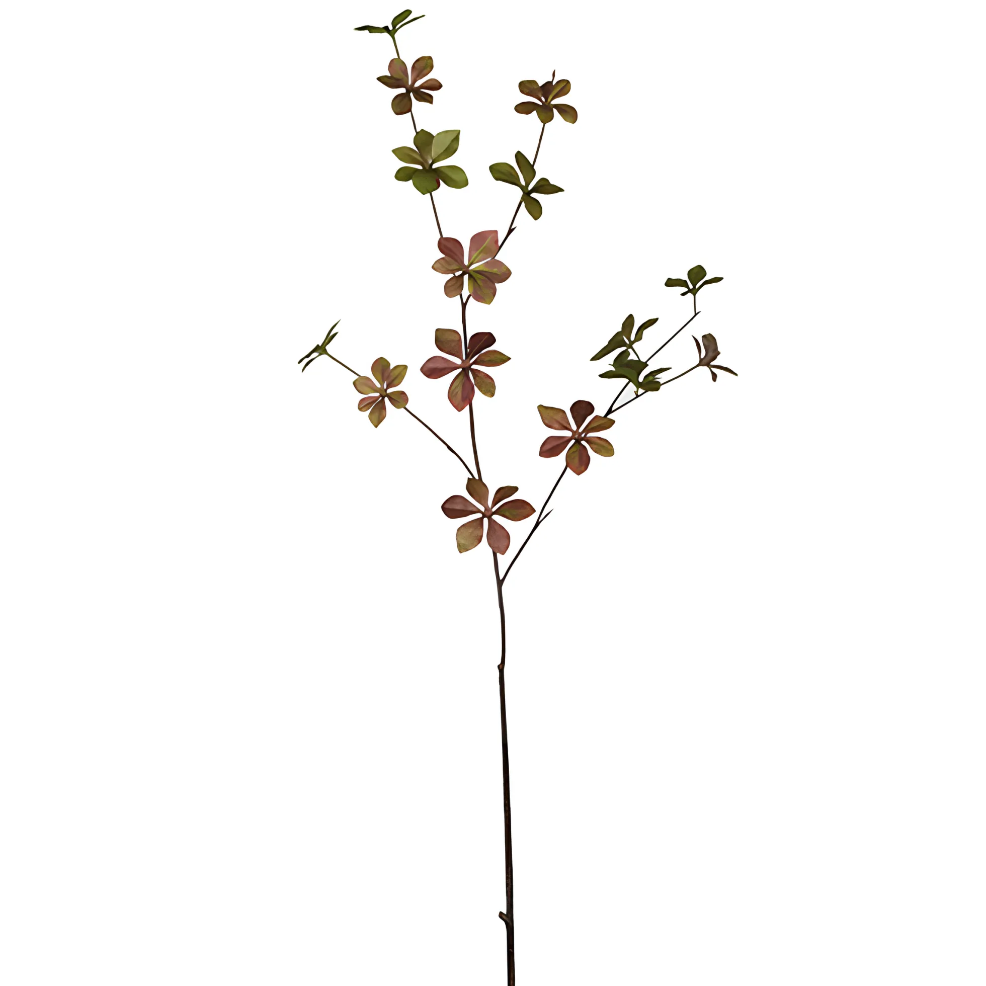 Feuillage d'Enkianthus