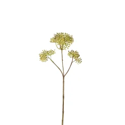 Feuillage de Skimmia