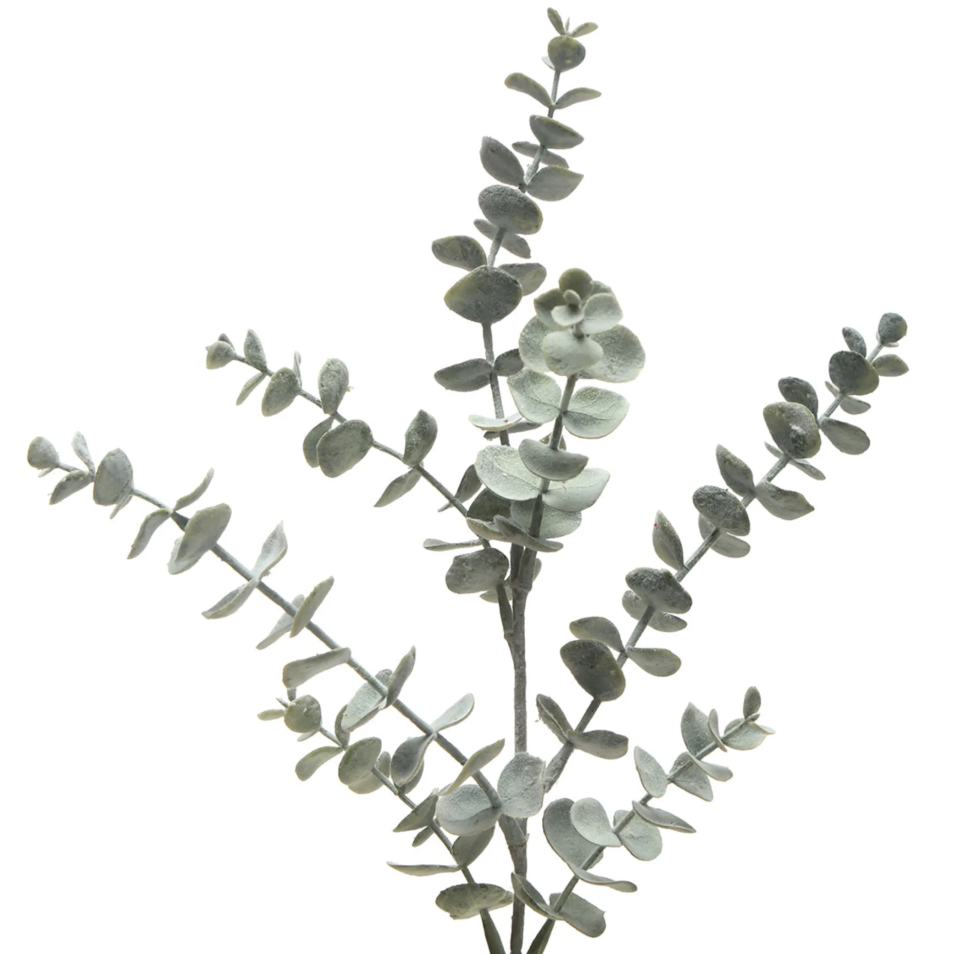 Feuillage d'Eucalyptus