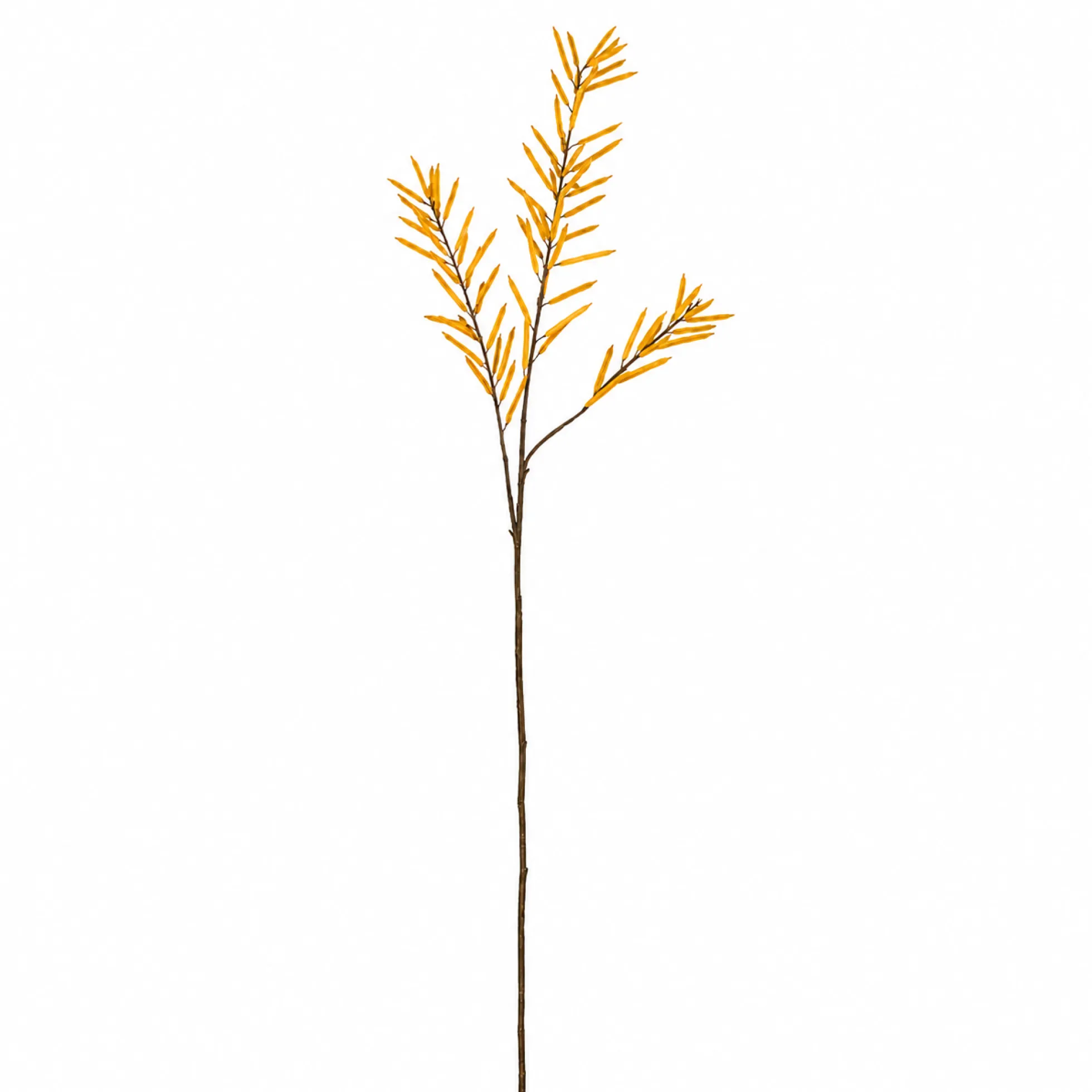 Feuillage d'Haricots 114 cm