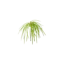 Feuillage d'herbes à piquer